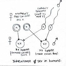 मनुष्यों में लिंग निर्धारण.jpg
