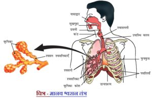 Iमनुष्य की श्वसन प्रणाली .png