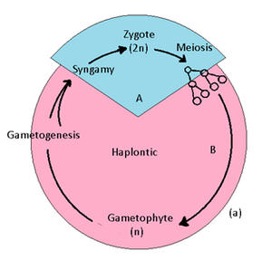 हैप्लॉन्टिक (अगुणित) जीवन चक्र.png