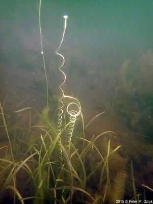 वालिसनेरिया में जल द्वारा परागण.jpg