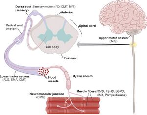 "अनैच्छिक" पोस्टुरल नियंत्रण सिस्टम