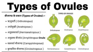 बीजांड के प्रकार.jpg