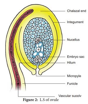 गुरुबीजाणुधानी का आरेख..jpg