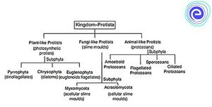 प्रोटिस्टा का पदानुक्रमित क्रम.jpg