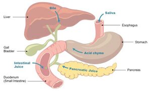 पाचन तंत्र में पाचक रस